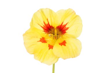 Sarı ve kırmızı nasturtiyum çiçekleri beyaza karşı izole