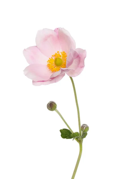 Japanische Anemonenblüte Knospen Und Laub Isoliert Gegen Weiß — Stockfoto