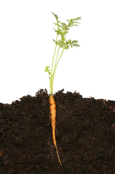 Carrot Root Soil Foliage White Background — Stock Photo, Image