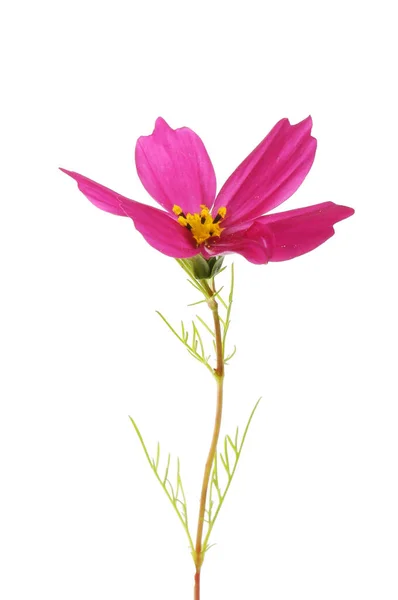 Fioletowy Kwiat Kosmosu Liści Izolowane Przed Białym — Zdjęcie stockowe
