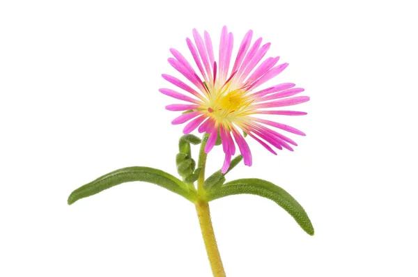 Delosperma Flower Foliage Isolated White — Stock Photo, Image