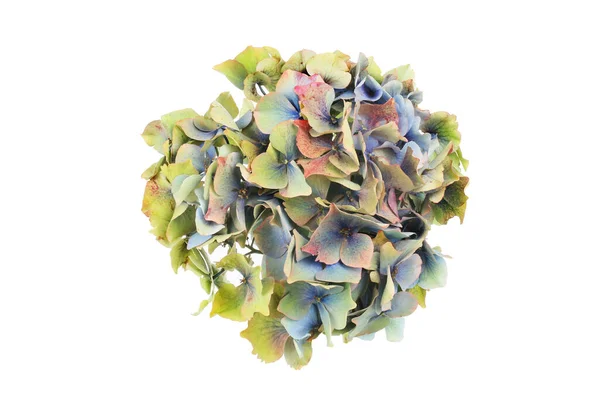 Χρώματα Παστέλ Ένα Ξεθώριασμα Mophead Ορτανσία Λουλούδι Απομονωμένο Κατά Του — Φωτογραφία Αρχείου