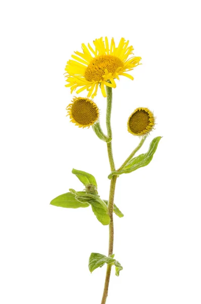 Fleabane Pulicaria Dysenterica Flowers Foliage Isolated White — Stock Photo, Image