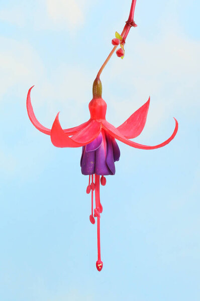 Крупный план красно-фиолетового цветка на фоне голубого неба