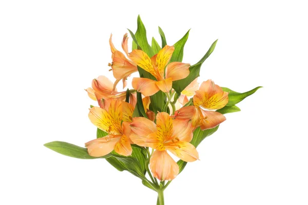 白に対して隔離されたオレンジ色の花 — ストック写真