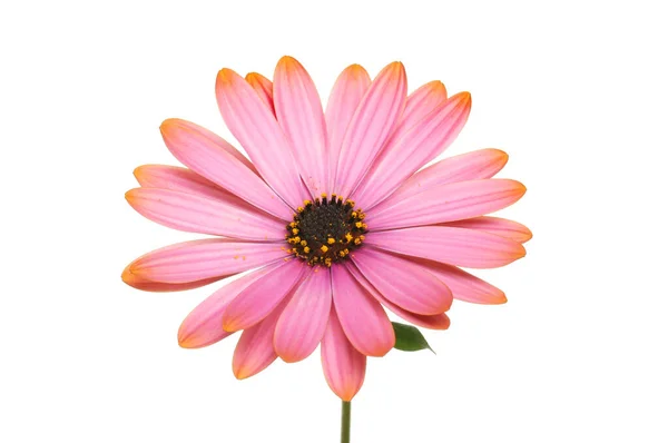 Рожева Квітка Остеоспермаму Ізольована Білому — стокове фото
