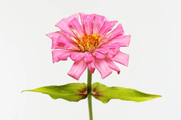 Flor Zinnia Rosa Follaje Aislado Contra Blanco —  Fotos de Stock