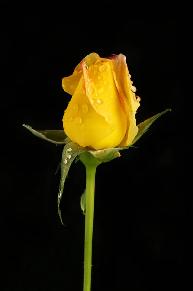 Rosa Amarela Com Gotas Chuva Isoladas Contra Preto — Fotografia de Stock