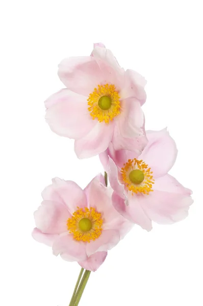 Drei Pastellrosa Anemonenblüten Isoliert Gegen Weiß — Stockfoto