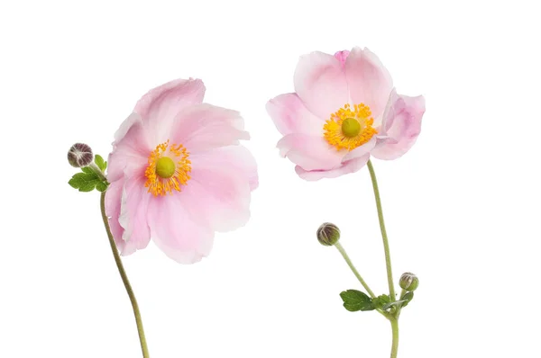 Zwei Japanische Anemonenblüten Blätter Und Knospen Gegen Weiß Isoliert — Stockfoto