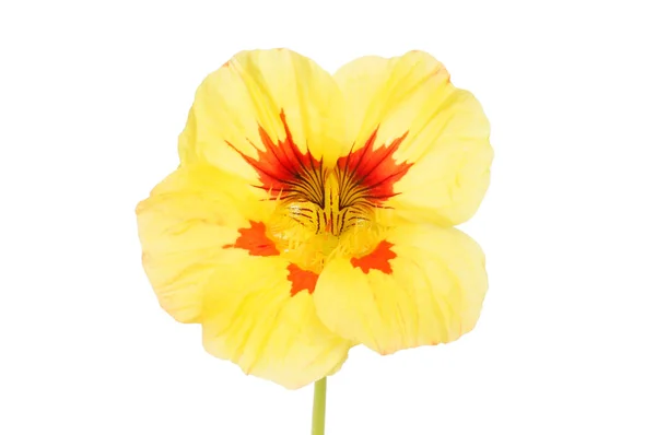 Yellow Red Nasturtium Flower Isolated White — Stock Photo, Image