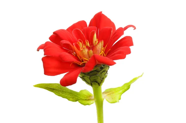 白に対して単離された赤いジノニアの花 — ストック写真
