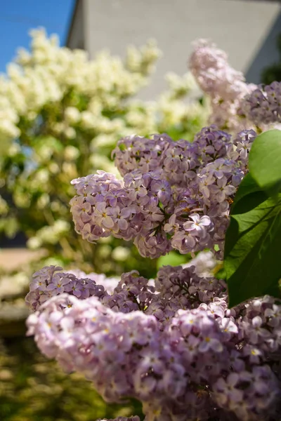 Bush Lila Voorjaar Natuur — Stockfoto