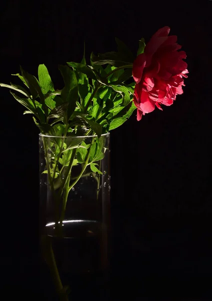 Red Peony Flower Nature — Stock Photo, Image