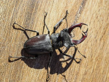 büyük böceği böcek geyik