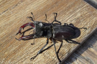 büyük böceği böcek geyik