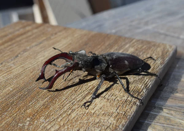 büyük böceği böcek geyik