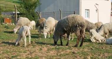 Çayırda otlayan ve kırsal alanda veya köyde ot yiyen koyun ve kuzu sürüsü veya sürüsü