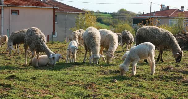 Flock Herd Sheep Lambs Grazing Meadow Eating Grass Rural Area — Stock Video