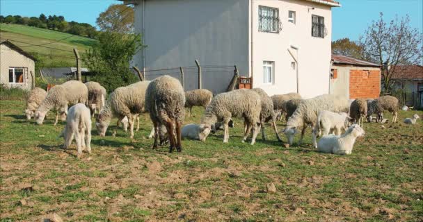 牧草地で放牧し 農村地域や村で草を食べる羊や子羊の群れや群れ — ストック動画