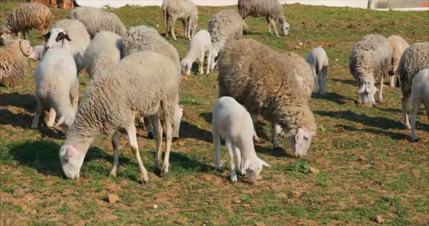 Çayırda Otlayan Kırsal Alanda Veya Köyde Yiyen Koyun Kuzu Sürüsü — Stok video