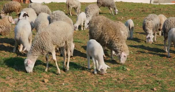 Troupeau de moutons et d'agneaux broutant dans les prairies et mangeant de l'herbe dans les zones rurales ou les villages 