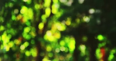 Soyut yeşil doğa bokeh bulanıklık ışıkları arka plan. 