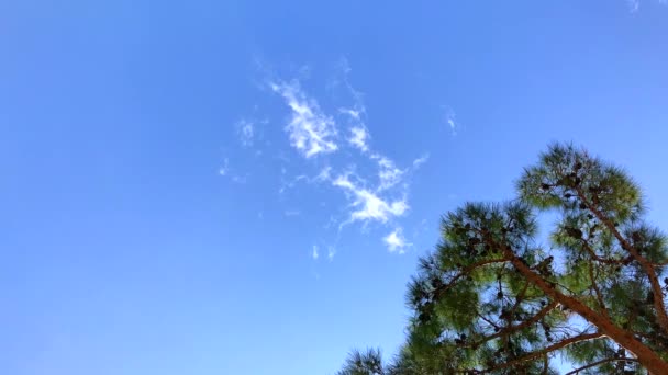 Träd under den blå himlen wiyh rörelse av moln — Stockvideo