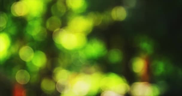 Abstract green nature bokeh blur lights background. — Stock Video