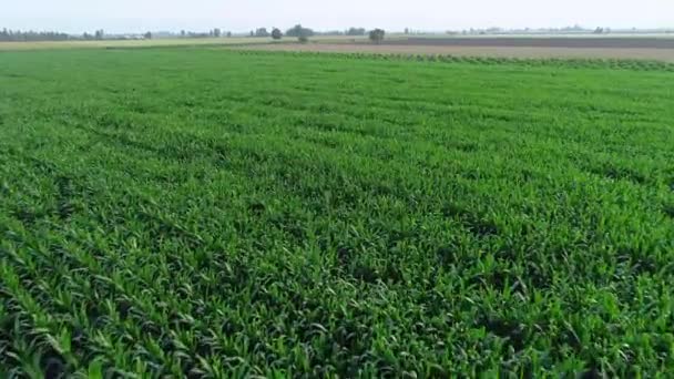 Luchtfoto drone top uitzicht op plantage groene maïsveld. — Stockvideo