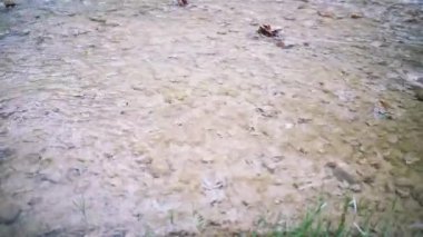 Derin tropikal yağmur ormanlarında çağlayan şelale akan su ile Orman manzara