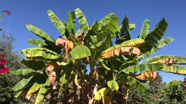 Pohon pisang berayun dalam angin di bawah langit biru di musim panas . — Stok Video