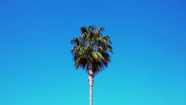 Palm tree — Stock Video