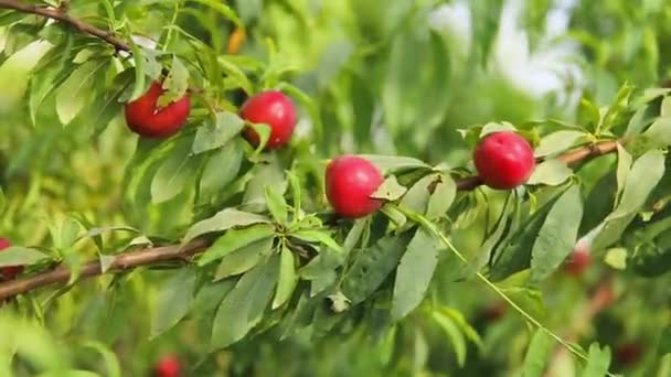 Süße und reife Nektarinen oder Pfirsiche am Baum. — Stockvideo