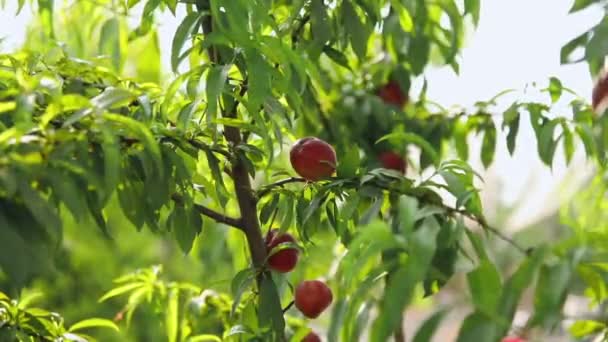 Nectarinas dulces y maduras o melocotones en el árbol . — Vídeos de Stock