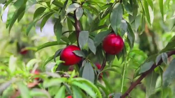 Słodkie i dojrzałe nektaryny lub brzoskwinie na drzewie. — Wideo stockowe