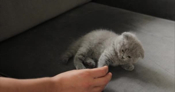 Joven jugando con lindo tabby bebé escocés pliegue gris gatito . — Vídeos de Stock