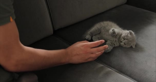 Joven jugando con lindo tabby bebé escocés pliegue gris gatito . — Vídeos de Stock
