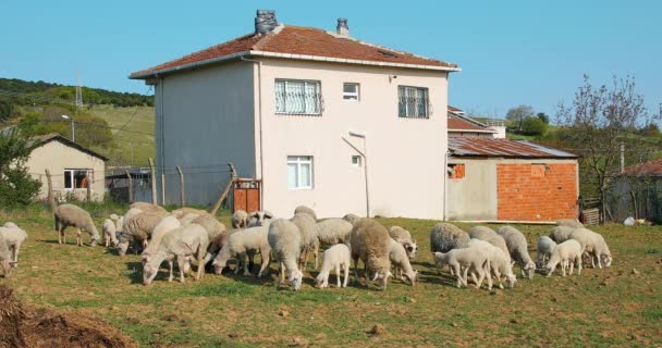 Flock eller besättning av får och lamm som betar på äng och äter gräs på landsbygden eller i byn — Stockvideo