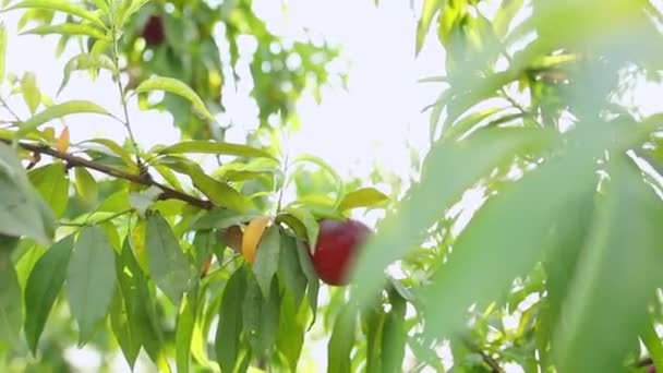 Nectarinas dulces y maduras o melocotones en el árbol . — Vídeos de Stock