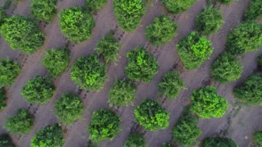 Plantasyon yeşil portakal narenciye ağaçları ve alan havadan drone üst görünümü. 