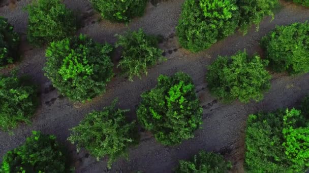 Luchtfoto drone top uitzicht op plantage groen oranje citrusbomen en veld. — Stockvideo