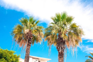 Türkiye'nin Bodrum şehrinde sahilde güzel palmiye ağaçları ve mavi gökyüzü. Bodrum'da yaz sezonunda güzel palmiye manzarası.