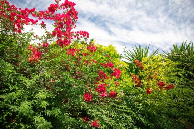 Türkiye'nin Bodrum şehrinde güzel Begonviller çiçekleri, palmiye ağaçları, bitkiler ve bahçe. Bodrum'da yaz sezonunda güzel bahçe manzarası.