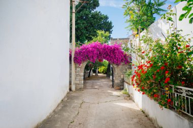 Türkiye'nin Bodrum kenti Gumusluk'ta Bodrum sahilinde balık restoranı veya kafe ve begonviller çiçeği manzarası. Güzel Ege Denizi'ne yakın Bodrum ilçesinde Ege sahil tarzı renkli sandalyeler, evler, marina, yelkenli tekneler, yatlar, masalar ve çiçekler.