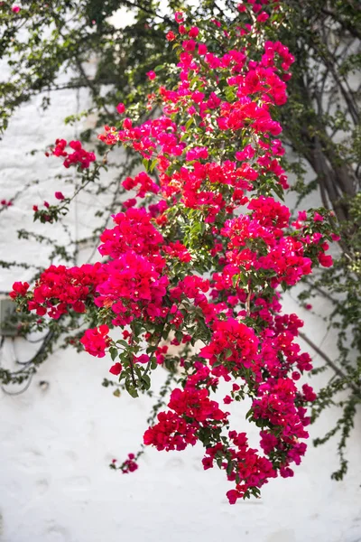 Krásná Červená Nebo Růžová Buganvillelea Rostliny Zahrada Městě Bodrum Turecku — Stock fotografie
