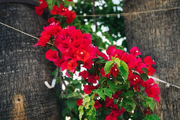 Hermosas Flores Bougainvillea Palmeras Plantas Jardín Ciudad Bodrum Turquía Vista —  Fotos de Stock