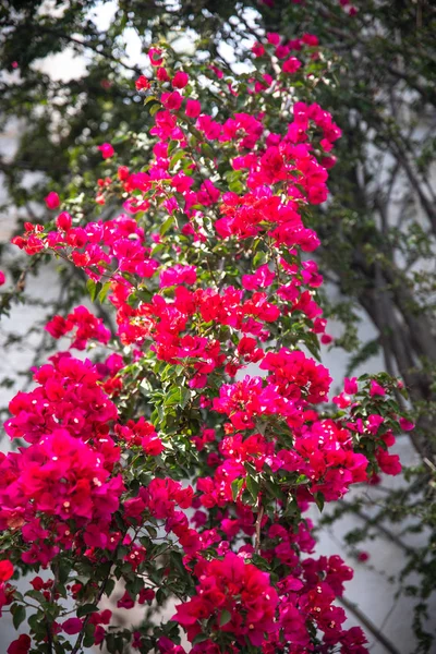 Překrásné Květy Bougainvillea Palmové Stromy Rostliny Zahrada Krocanu Bodrum Pohled — Stock fotografie