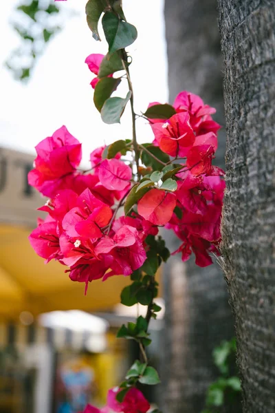 Beautiful Bougainvillea flowers, palm trees, plants and garden in Bodrum city of Turkey. View of beautiful garden at summer season in Bodrum town Turkey.