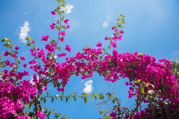 Beautiful Bougainvillea flowers, palm trees, plants and garden in Bodrum city of Turkey. View of beautiful garden at summer season in Bodrum town Turkey.